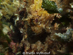 before finishing decompression, I found this scorpionfish by Martin Wynistorf 